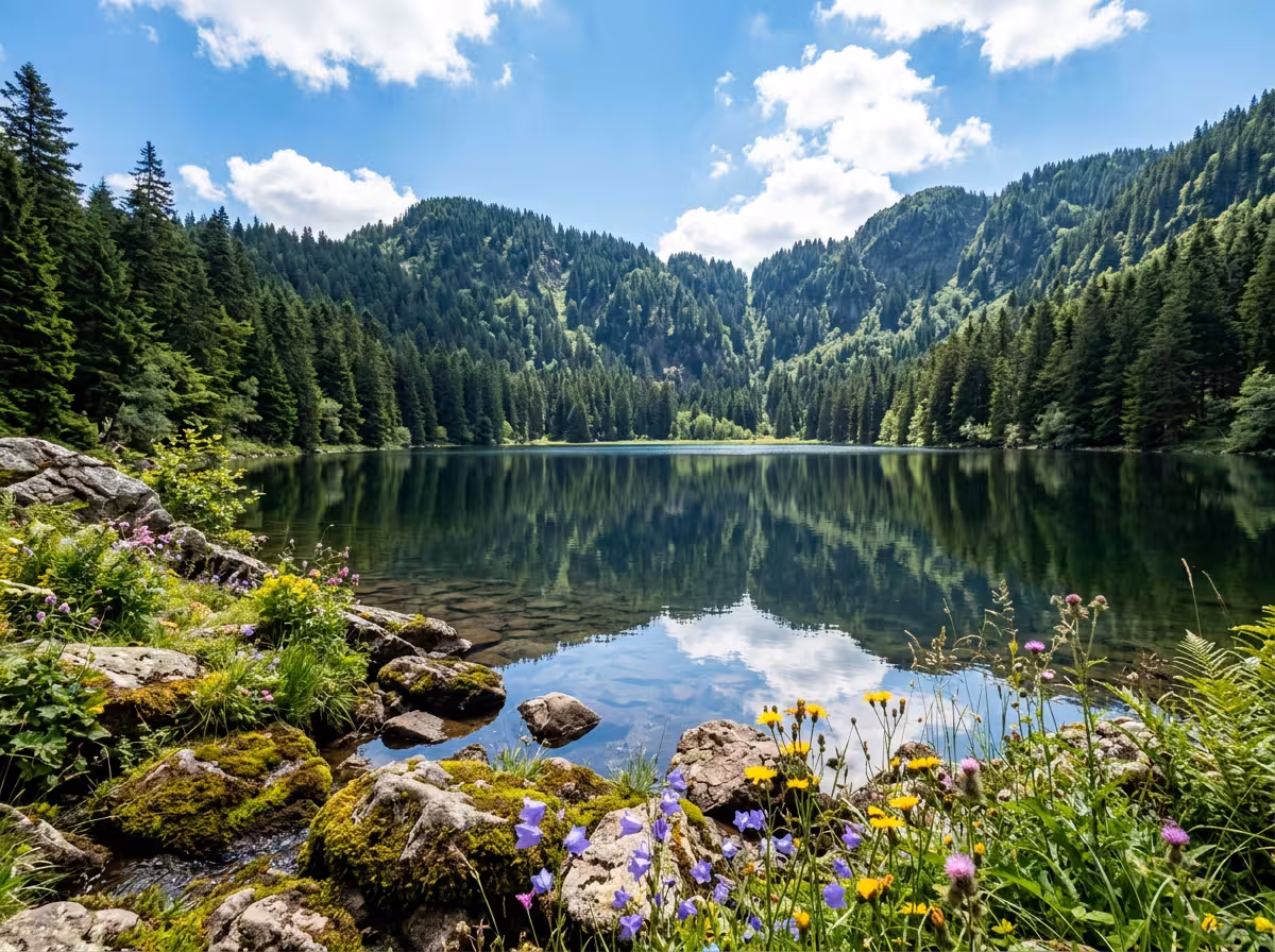 Lac vosgien aux eaux cristallines reflétant les forêts de pins et le ciel bleu, bord rocheux avec mousse et fleurs sauvages.